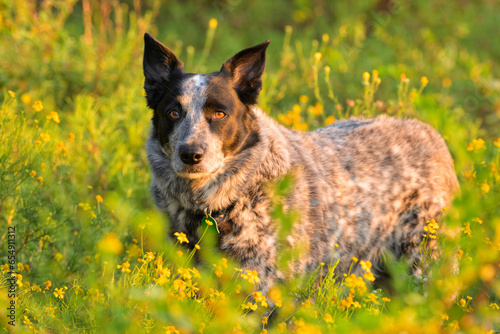 Black and white Texas Heeler dog in yellow and green wildflowers on an early morning