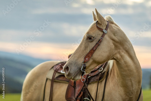 Portrait of a palomino caballo deporte espanol (CDE) horse during sundown in summer outdoors photo