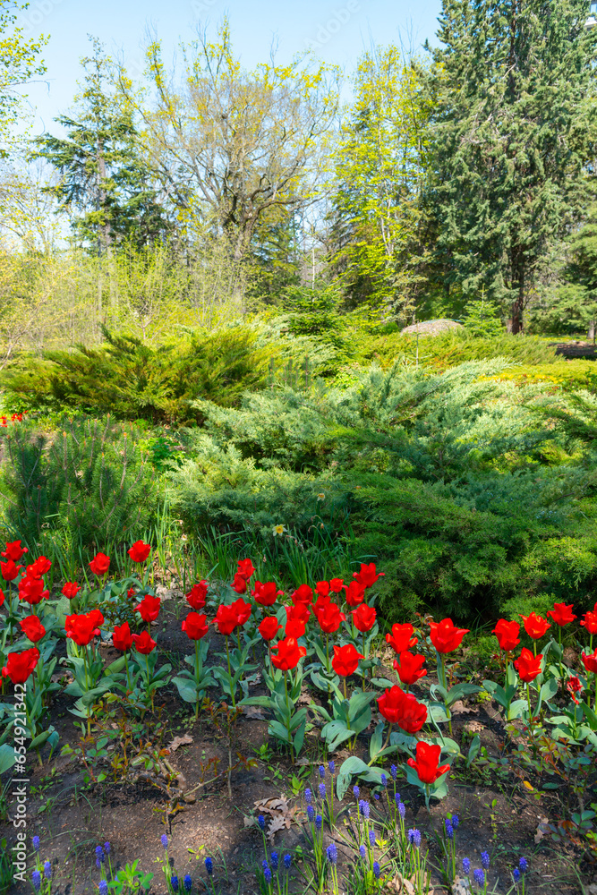 Bright red miniature blooming tulips with narrow leaves in the garden