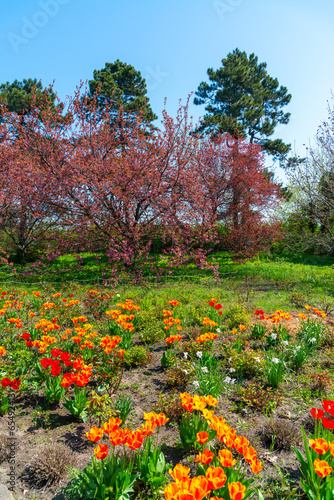 Japanese flowering cherry tree. .Blooming sakura tree in the botanical garden