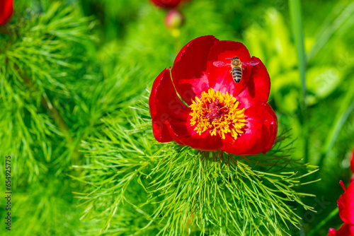 Fototapeta Naklejka Na Ścianę i Meble -  (Paeonia tenuifolia) Honey bees on the pink flowers of a tree peony collect honey and pollen