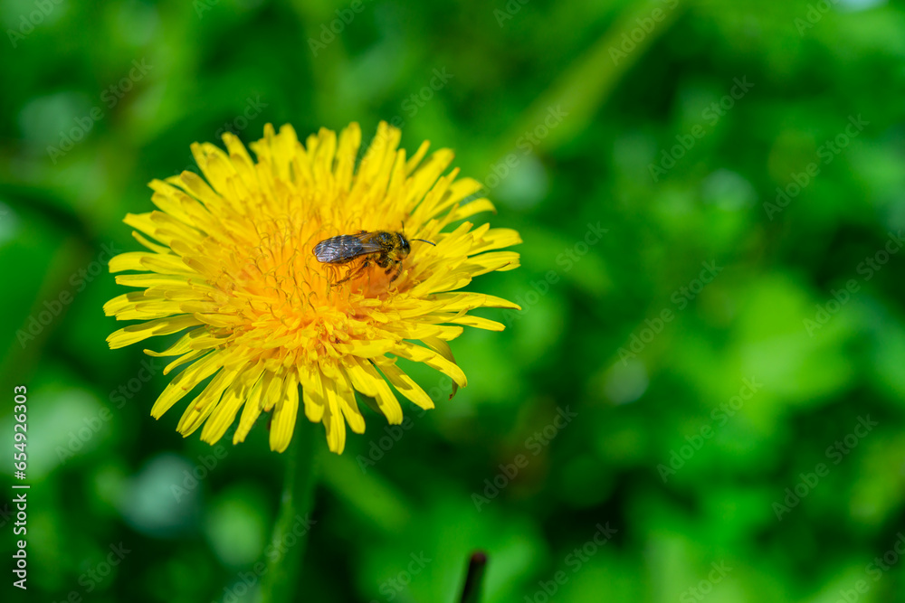 custom made wallpaper toronto digitalA honey bee collects nectar on a dandelion