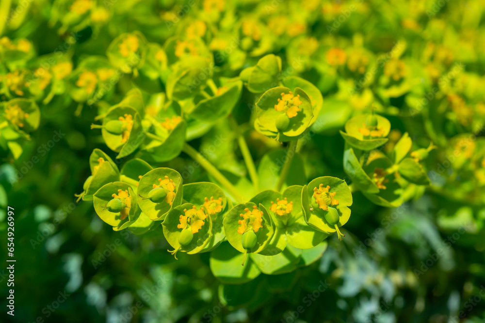 Yellow-green flowers of ornamental garden Euphorbia Yellow-green flowers of ornamental garden Euphorbia