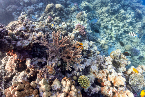 wildlife on coral reef