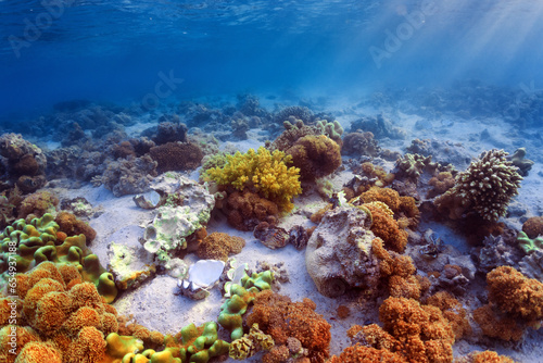 sea floor on coral reef