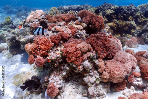 Clorfull corals in red sea photo