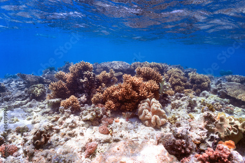 coral reef in red sea