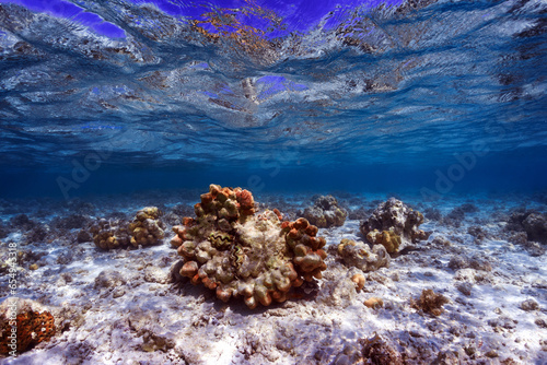 shallow waters of coral reef
