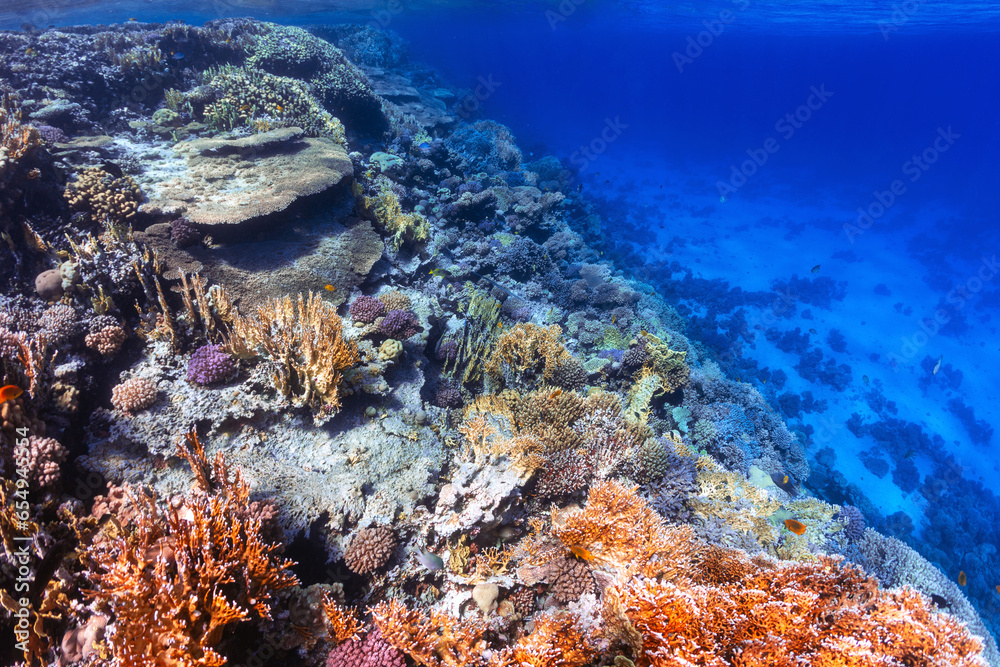 Underwater cliff face on coral reef