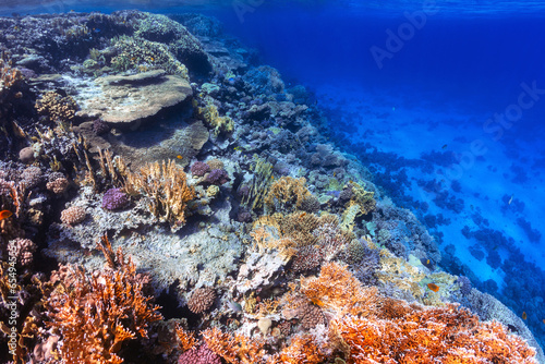 Underwater cliff face on coral reef © bocky