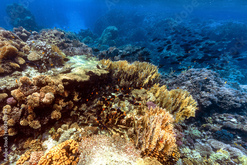 Underwater photo of coral reef in red sea