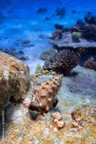 cone sea snail photo