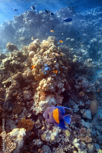 yellowbar angelfish on coral reef in red sea