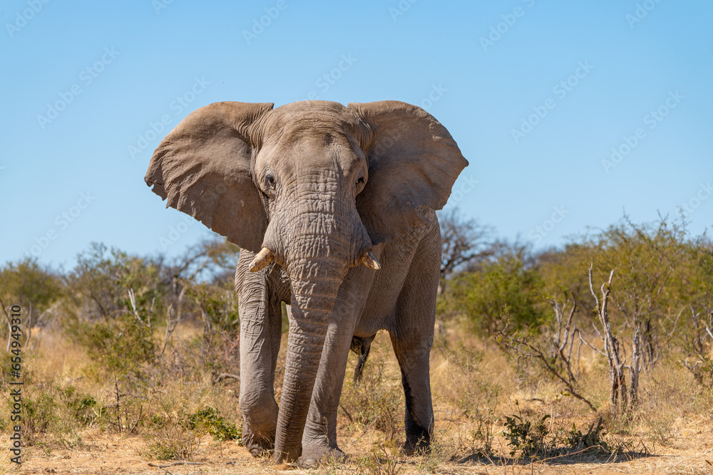 Fototapeta premium A bull elephant stands threateningly in the savannah