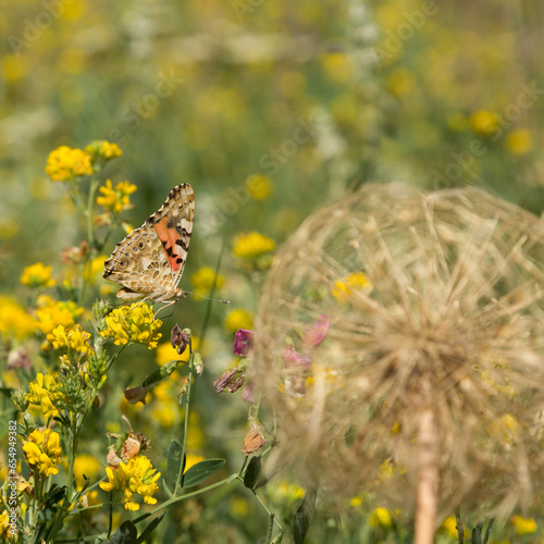 Butterfly feeds on nectar from flowers in the meadow