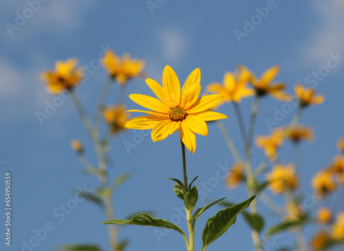 Photography Jerusalem artichoke (Helianthus tuberosus) grows in nature