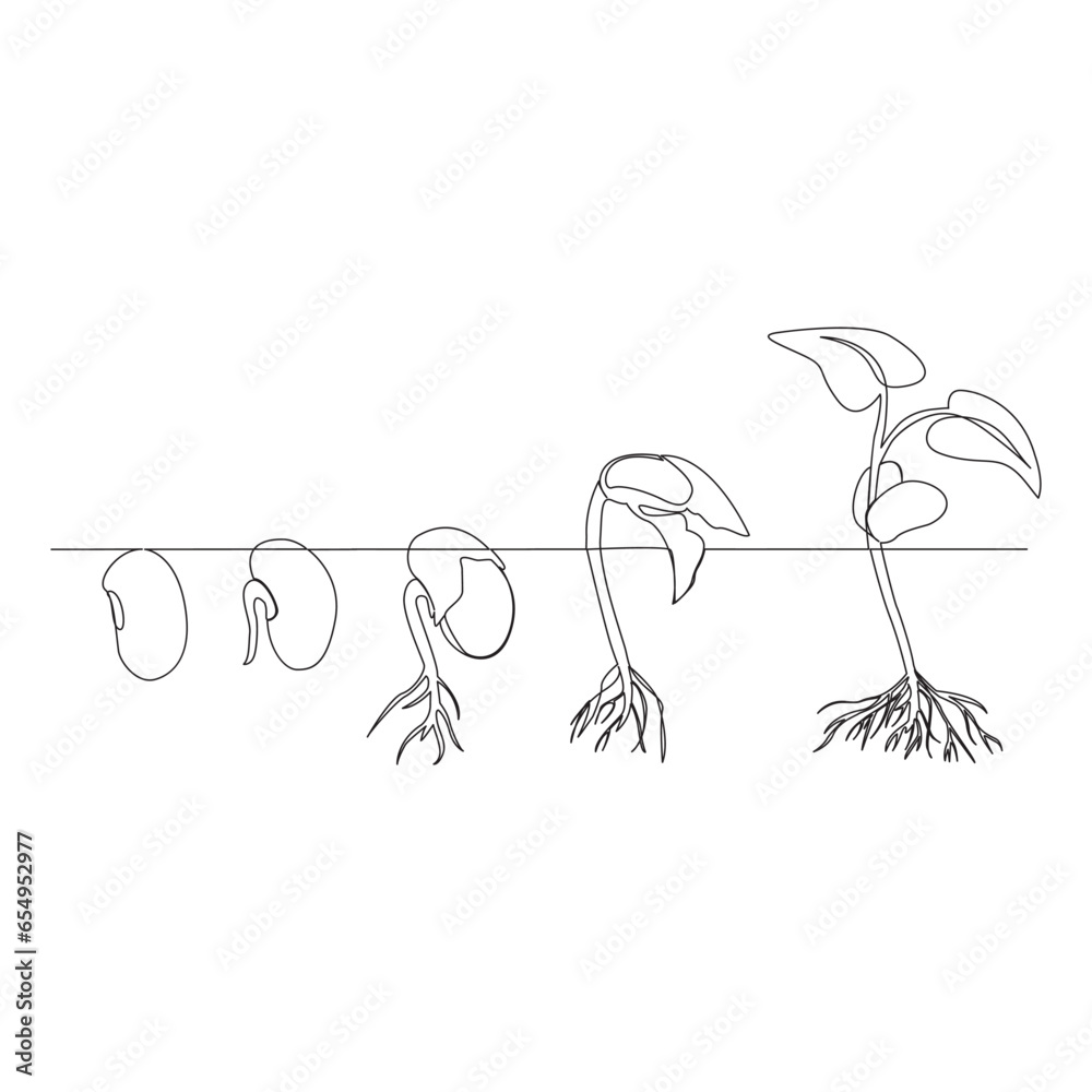 Fototapeta premium One line drawing Plant growth processing illustration