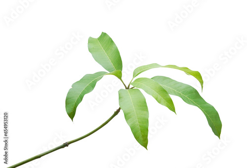 Branch of mango tree leaves isolated on transparent background.
