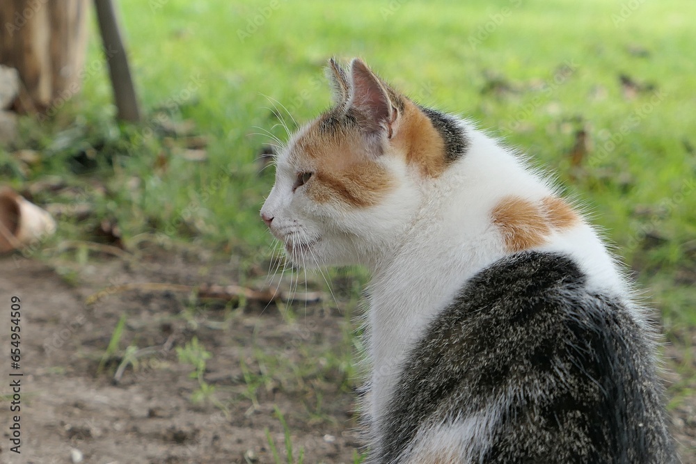 Profile portrait of female calico three coloured crossbreed female cat, sitting in front of garden lawn, looking left Profile portrait of female calico three coloured crossbreed female cat, sitting in front of garden lawn, looking left
