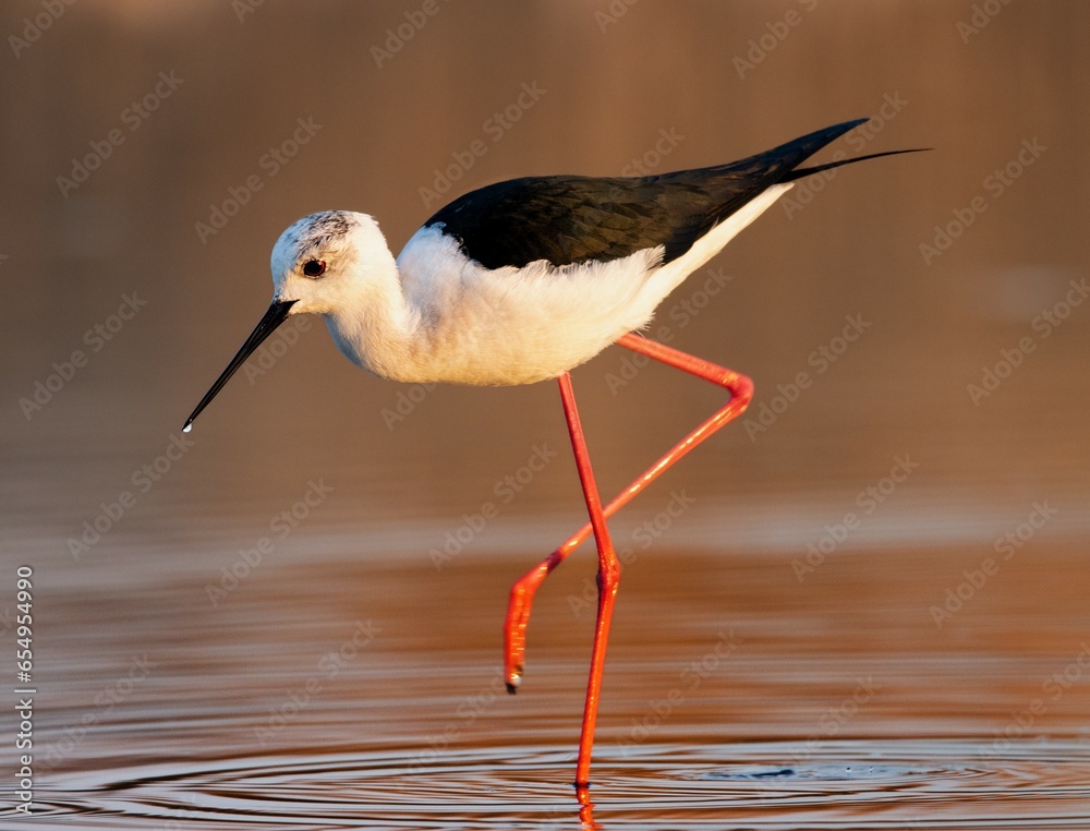 Obraz premium Stelzenläufer