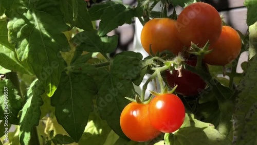 red tomatoes ripen on branches under the warm summer sun, close-up