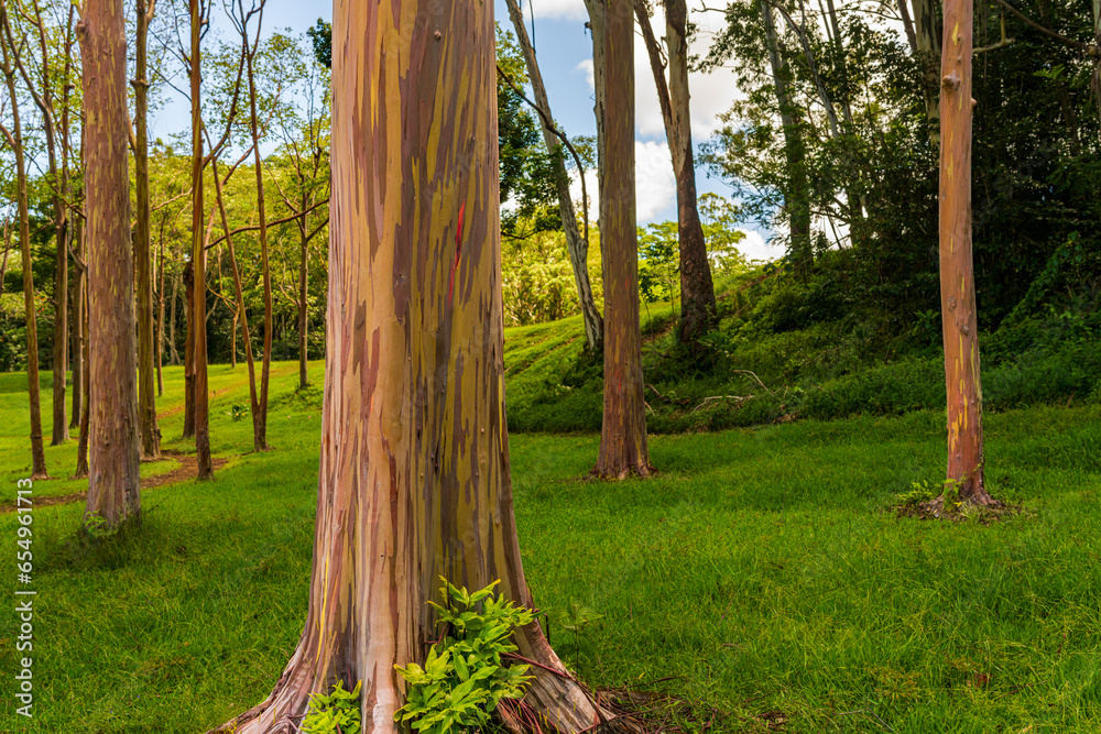 Fototapeta premium Patterns of tree trunks of the colorful bark of rainbow eucalytpus trees in Keahua Arboretum on Kauai