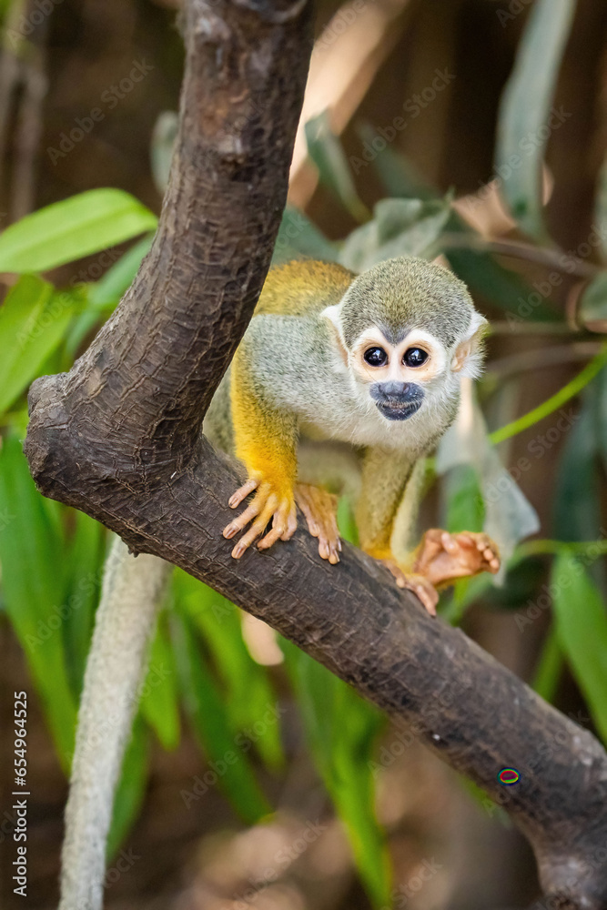 Cute portrait of squirrel monkey in amazon jungle Cute portrait of squirrel monkey in amazon jungle