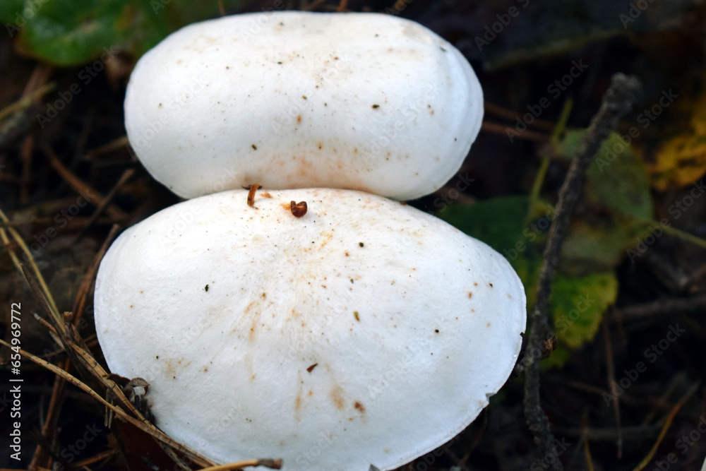 Lycoperdon Pers. (purchawka) – rodzaj grzybów z rodziny purchawkowatych.  W Europie występuje 14 gatunków. - obrazy, fototapety, plakaty 