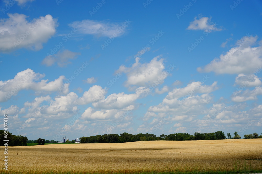 Wheat fields growing on farmlands outside of Fond du Lac, Wisconsin during July.