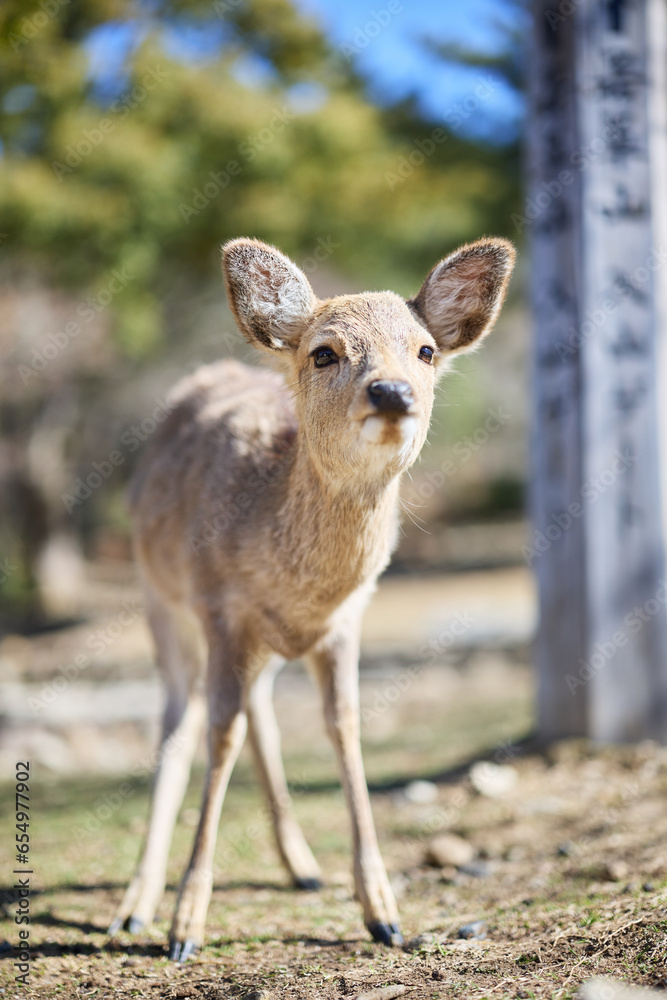 奈良公園の鹿 奈良公園の鹿