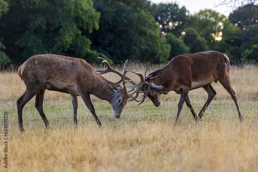Richmond park, the red deer (Cervus elaphus) two males fighting Richmond park, the red deer (Cervus elaphus) two males fighting