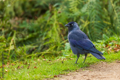 western jackdaw (Coloeus monedula) in a park in the city
