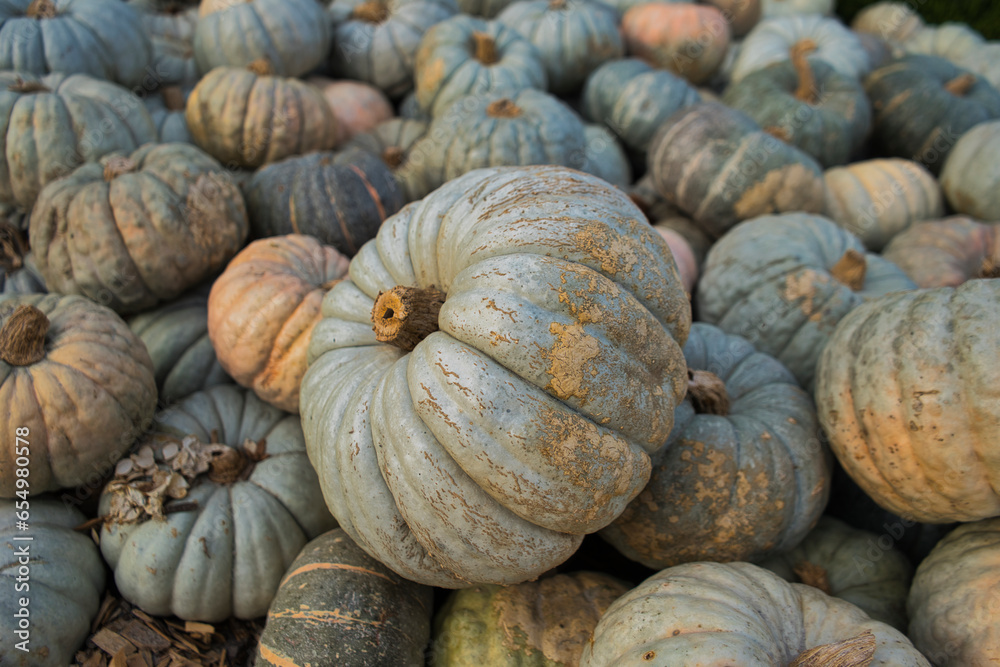 Pile of pumpkins on the farm