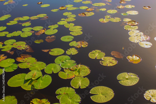 lily pads floating on Lake Godwin in Lake Wales Ridge State Forest.  photo
