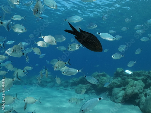fish scenery underwater underwater mediterranean sea sun shine relaxing ocean scenery sea breams © underocean