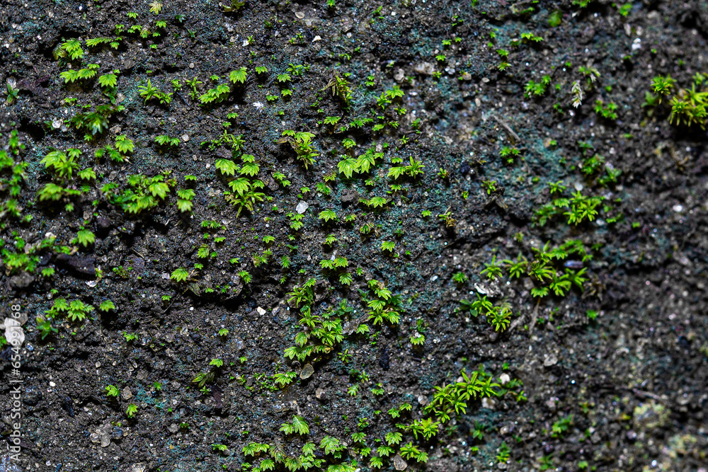 Green moss growing on the wall in the garden. Selective focus.