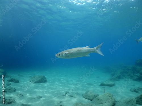  parrot fish underwater together with other fish feeding mediterranean fauna ocean scenery sun rays and beams