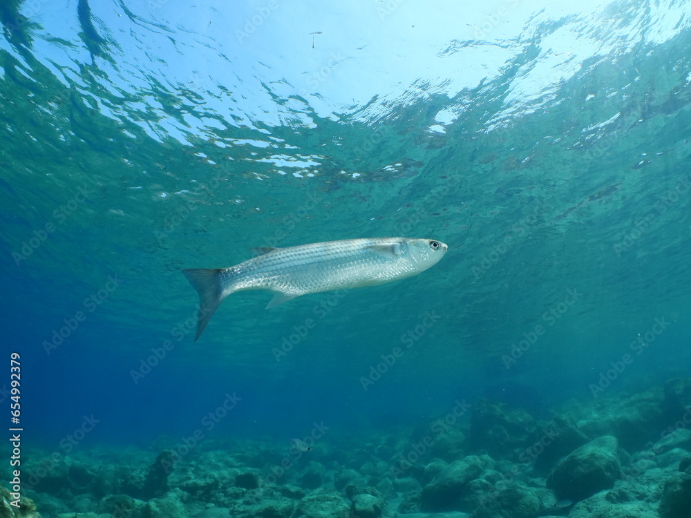 parrot fish underwater together with other fish feeding mediterranean fauna ocean scenery sun rays and beams parrot fish underwater together with other fish feeding mediterranean fauna ocean scenery sun rays and beams