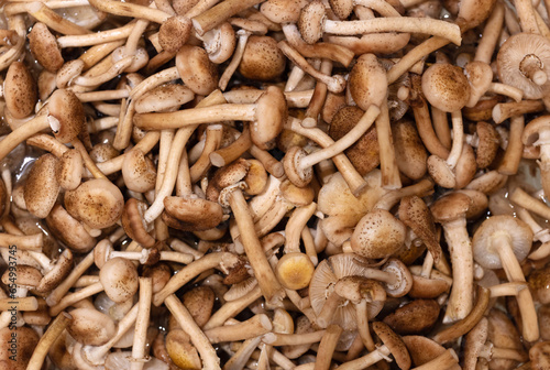 Armillaria mellea mushrooms background. Clean washed honey fungus or honey agarics.