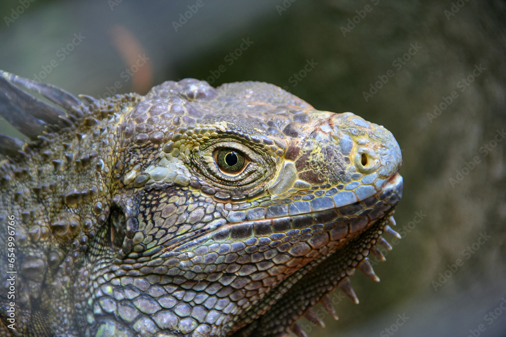 head of green iguana detail close up. Lizard forest dragon male closeup head, animal closeup. Giant iguana portrait is resting. head of green iguana detail close up. Lizard forest dragon male closeup head, animal closeup. Giant iguana portrait is resting.