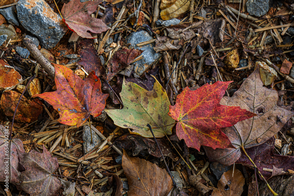 fall leaf in the ground fall leaf in the ground