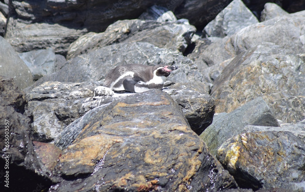 Marine Animals on the Coast of Chile: Diverse and fascinating, Chile's coastal waters host marine life
Marine Animals on the Coast of Chile: Diverse and fascinating, Chile's coastal waters host marine life