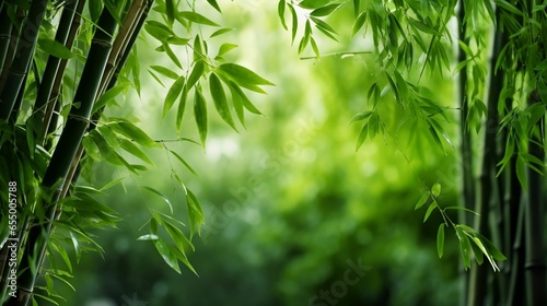 Bamboo forest,green nature background
