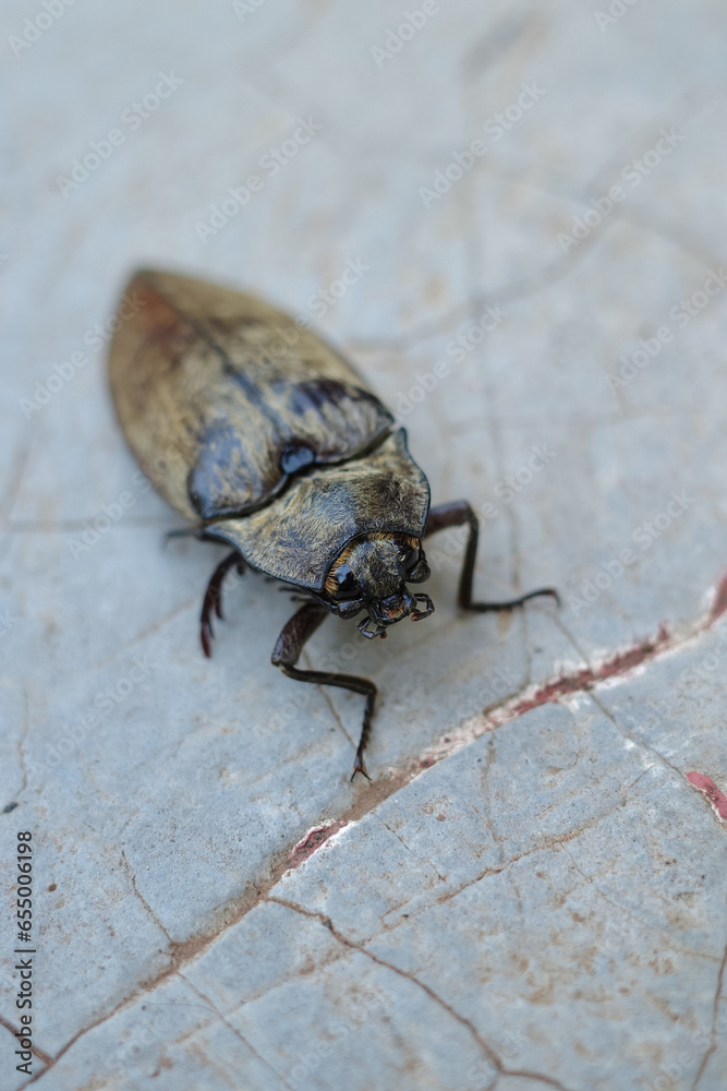 Elateridae or click beetles are a family of spring beetles Elateridae or click beetles are a family of spring beetles