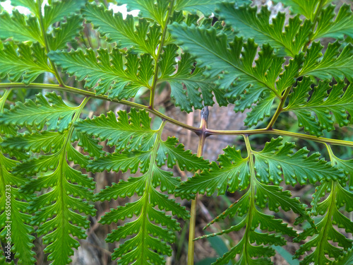 Balikpapan, Indonesia - 22 July 2023 : background of rabbit's foot fern or Davallia fejeensis is very exotic
 photo