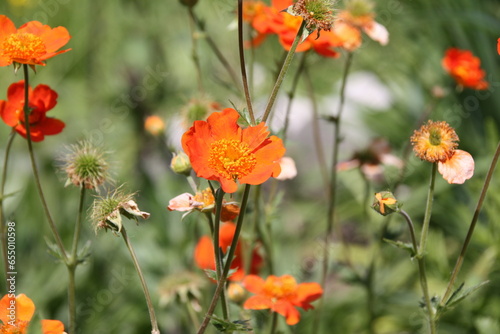 Nelkenwurz Wildblume bl  ht orange in einem Garten