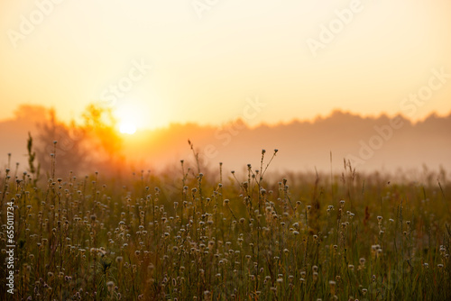 foggy field with blooming different wildflowers in spring. The sun rising in the fog over the horizon. Beautiful landscape in the early summer morning. 