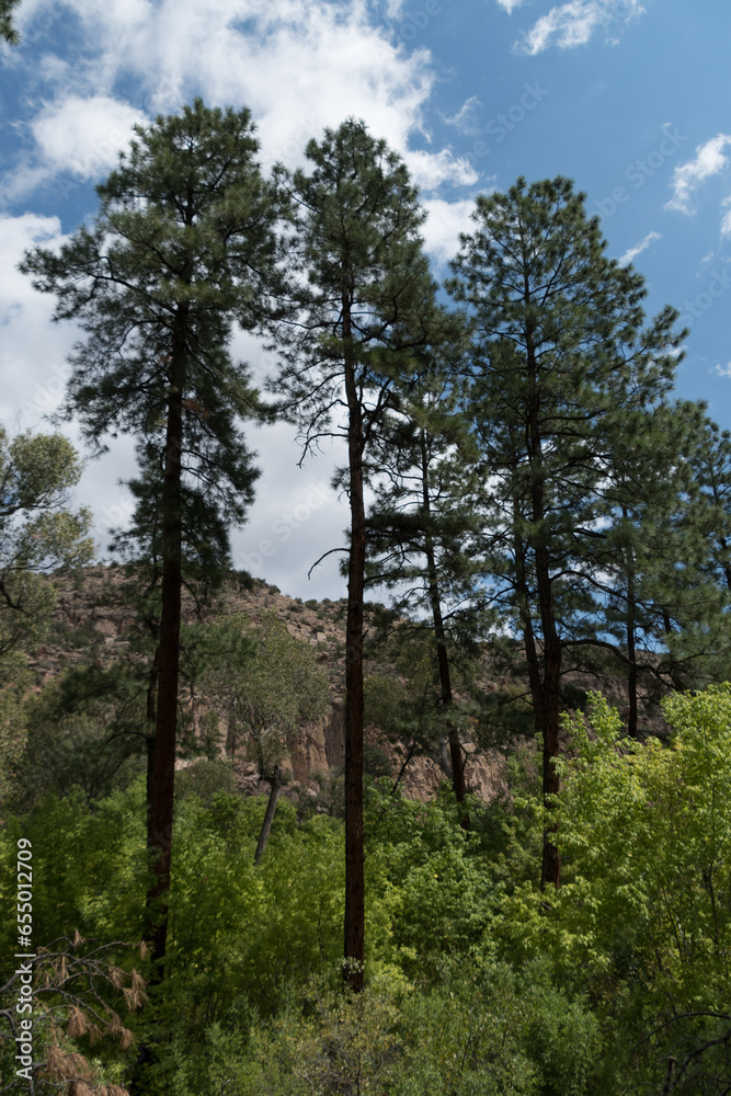 Ponderosa pines in Bandelier park Ponderosa pines in Bandelier park