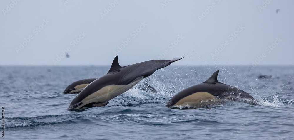 Obraz premium two dolphins jumping, common dolphins 