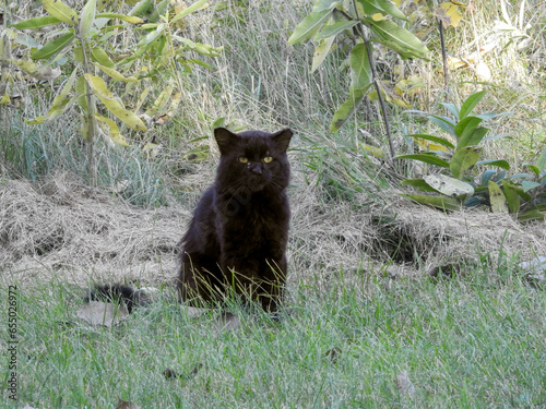 The blackest and scruffiest field cat making his rounds to keep the mouse population in check photo